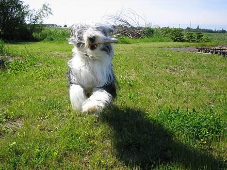 Bearded collie Nala R.I.P min kære - arrww, arrww her kommer jeg med min pind!! billede 5