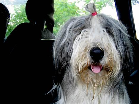 Bearded collie Nala R.I.P min kære billede 6