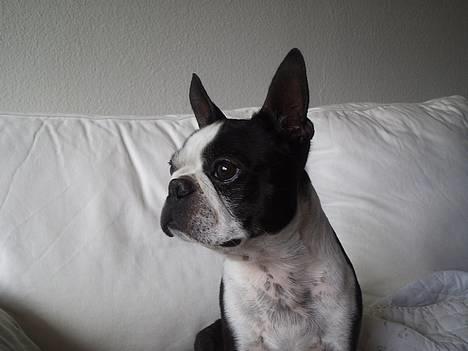 Boston terrier Tex billede 1