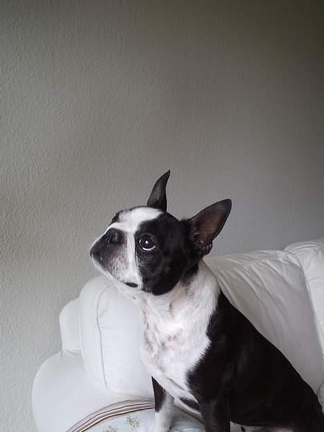 Boston terrier Tex billede 2