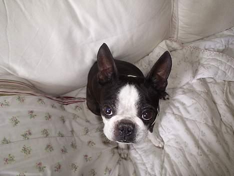 Boston terrier Tex - Hvis jeg ser rigtig sød og artig ud får jeg nok en godbid. billede 3