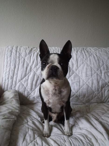 Boston terrier Tex - Gi´ mig så den godbid mor billede 4