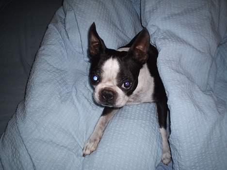 Boston terrier Tex - Hej mor det er dejligt at putte i din dyne. billede 5