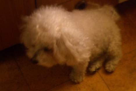 Bichon à poil frisé Bonnie billede 6