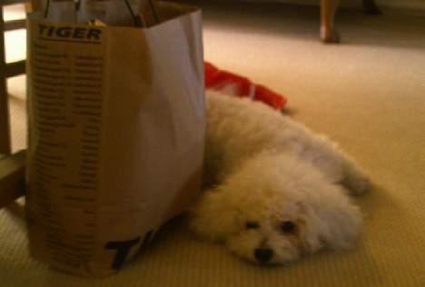 Bichon à poil frisé Bonnie billede 7