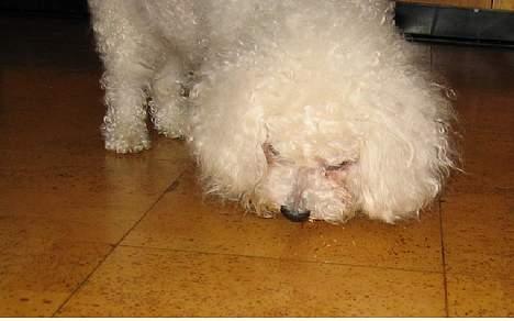 Bichon à poil frisé Bonnie billede 8