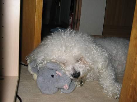 Bichon à poil frisé Bonnie billede 9