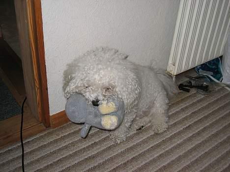 Bichon à poil frisé Bonnie billede 10