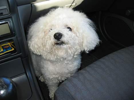 Bichon à poil frisé Bonnie billede 11