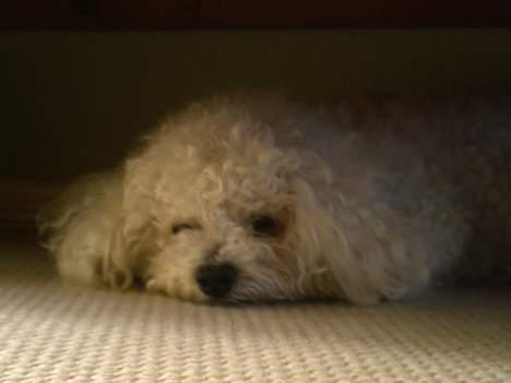 Bichon à poil frisé Bonnie billede 12