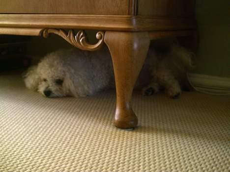 Bichon à poil frisé Bonnie billede 13