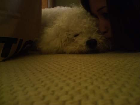 Bichon à poil frisé Bonnie billede 14