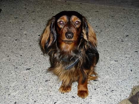 Dværggravhund Felix billede 8