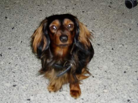 Dværggravhund Felix billede 9