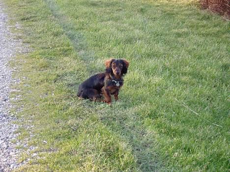 Dværggravhund Felix - En tur i sommerhus forår 2005 billede 10