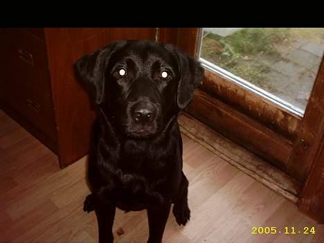 Labrador retriever siffe billede 2