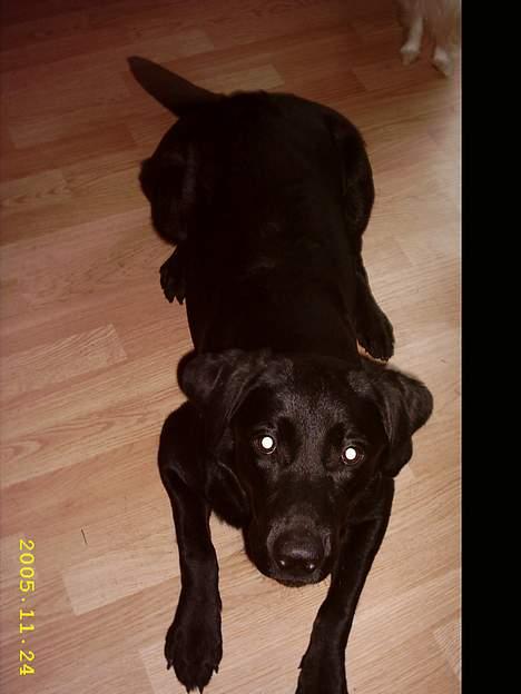 Labrador retriever siffe billede 3