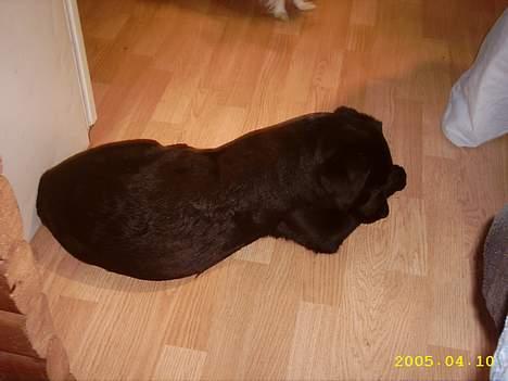 Labrador retriever siffe billede 4