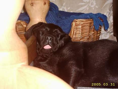 Labrador retriever siffe billede 5