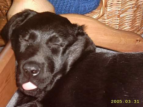 Labrador retriever siffe billede 6