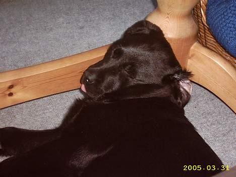 Labrador retriever siffe billede 7