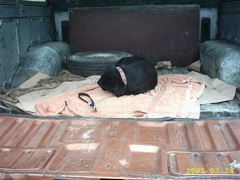 Labrador retriever siffe billede 8