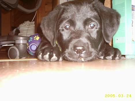 Labrador retriever siffe billede 9
