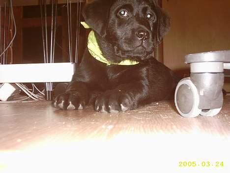 Labrador retriever siffe billede 10