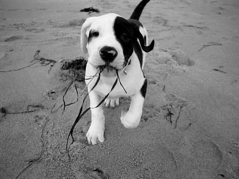 Blanding af racer Carlos *død* - Ved stranden i Hundested som hvalp (se vi med hund nr. 5) billede 8