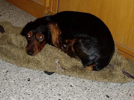 Dværggravhund Felix - En lille lur på mit dejlige tæppe på mors arbejde billede 11