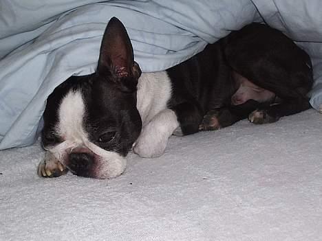 Boston terrier Tex billede 6