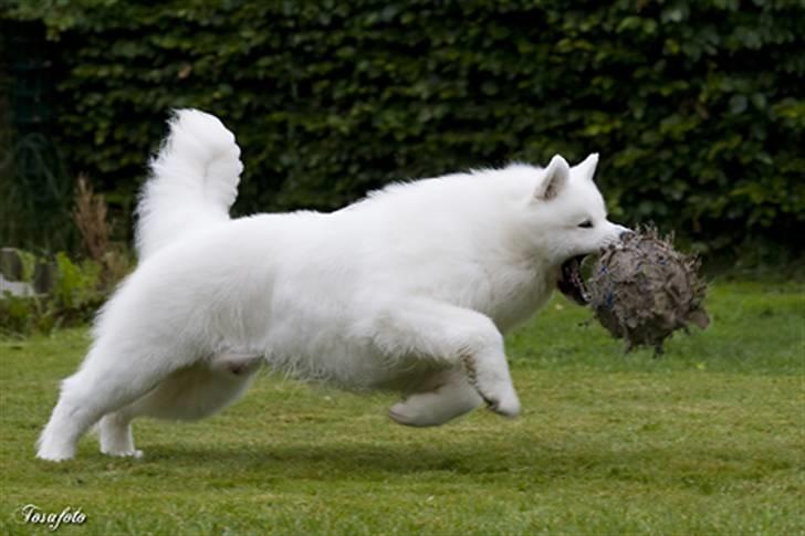 Samojedhund Cabaka´s GioVanni  billede 11