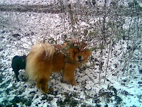 Chow chow Futte billede 1