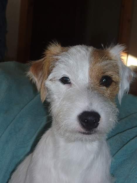 Parson russell terrier Safri - Lille Safri( alias Pennyworths Amazing Grace) billede 1