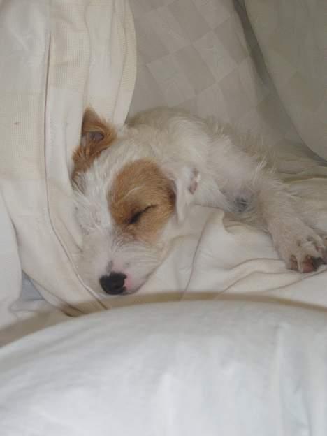 Parson russell terrier Safri - Det er hårdt at være en  lille hund... billede 2