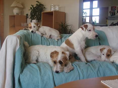 Parson russell terrier Safri - Hele min lille hundefamilie billede 3