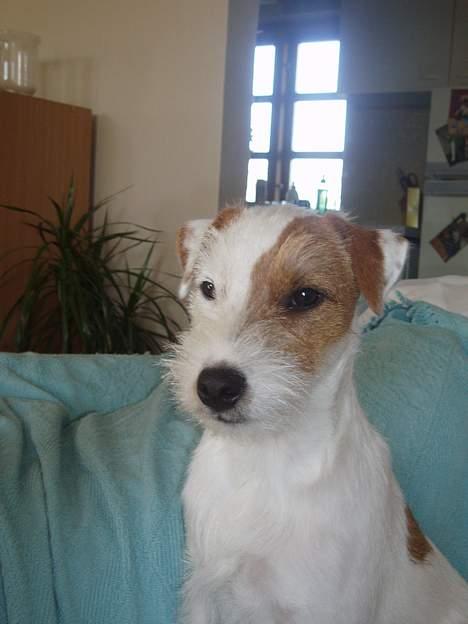 Parson russell terrier Anton - Anton( Alias Pennyworths Anton) billede 1