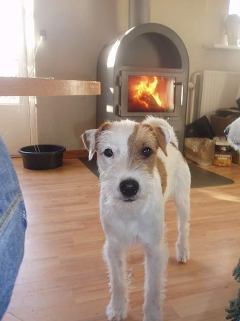 Parson russell terrier Anton billede 2