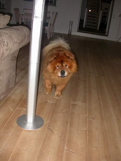 Chow chow Futte billede 2