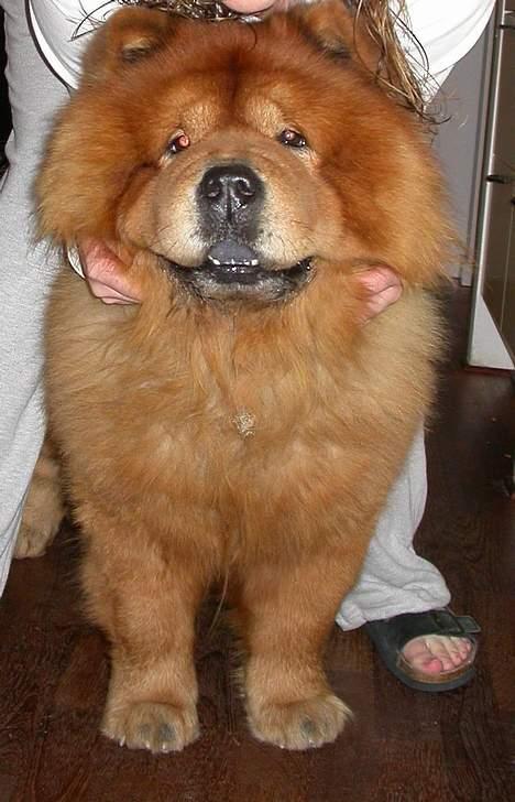 Chow chow Futte billede 3