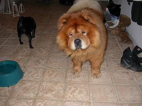 Chow chow Futte billede 4