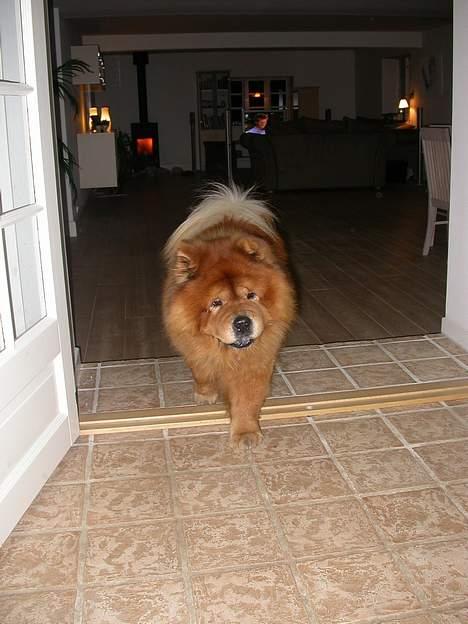 Chow chow Futte billede 5