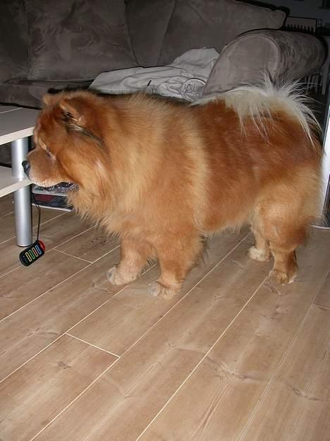 Chow chow Futte billede 6