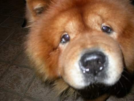 Chow chow Futte billede 7