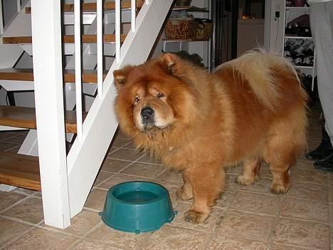 Chow chow Futte billede 8