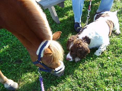 Engelsk springer spaniel hansi ( rico ) - Rico og min datters pony Simba som er inde på hestedyregalleri  billede 13