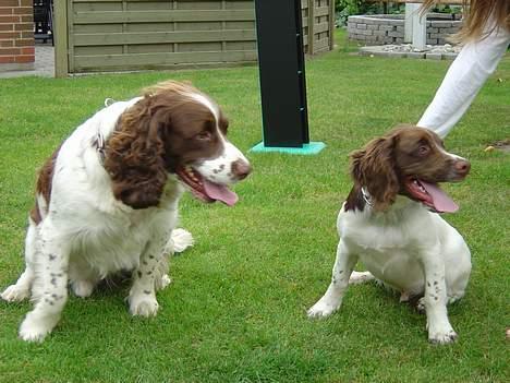 Engelsk springer spaniel hansi ( rico ) billede 14