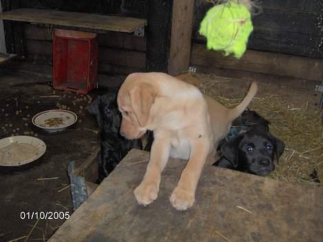 Blanding af racer Bølle - Bølles søde hvalpe.. billede 4