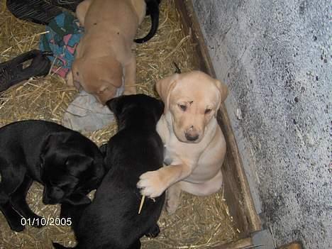 Blanding af racer Bølle - Bølles søde hvalpe... billede 5