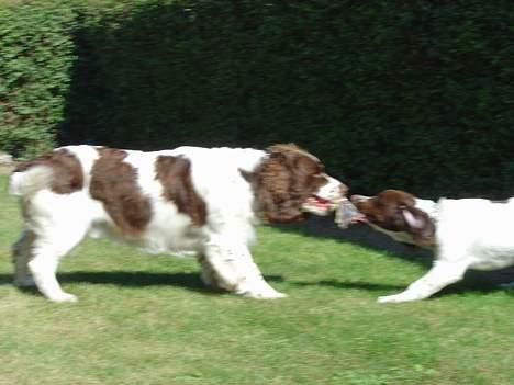 Engelsk springer spaniel hansi ( rico ) billede 16